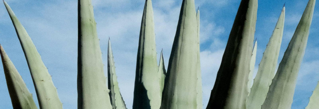 Aloe Vera gegen trockene Haut